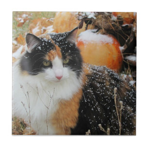 Carreau Neige sur la chatte calico