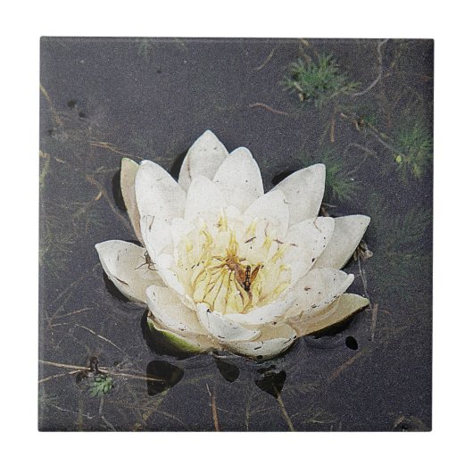 Carreau Nénuphar (Devant)