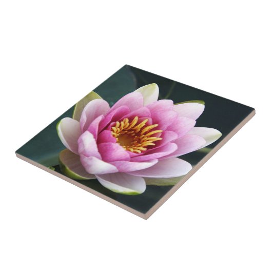 Carreau Nénuphar (Côté)