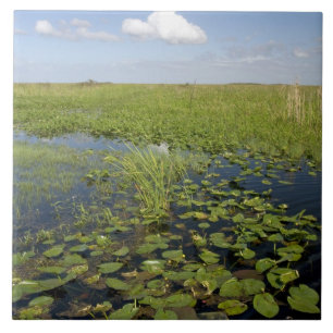 Carreau Nénuphars et sawgrass dans les Everglades de Flori