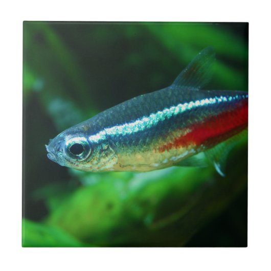 Carreau Neon Tetra Fish Paracheirodon Innesi (Devant)