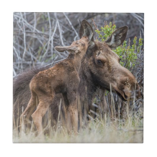 Carreau Newborn Moose Calf Nuzzling its Mother (Devant)