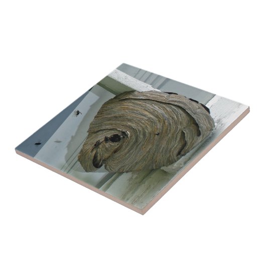 Carreau Nid Hornets (Côté)