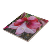 Carreau Noël Amaryllis Rouge Fête Florale (Côté)