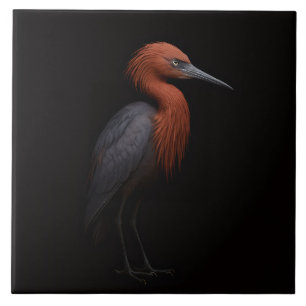 Carreau Noir 4 Luxe avec Aigrette Roussâtre