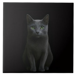 Carreau Noir 4 Luxe avec Chat Bleu Russe