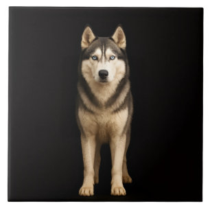 Carreau Noir 4 Luxe avec Icy Elite Husky