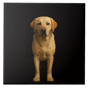 Carreau Noir 4 Luxe avec Labrador Minimaliste
