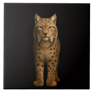 Carreau Noir 4 Luxe avec Lynx Silencieux