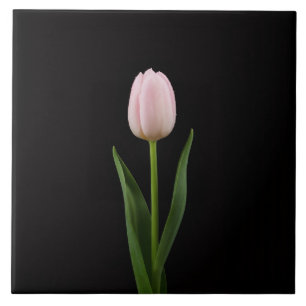 Carreau Noir 4 Luxe avec Tulipe Rose Tendre