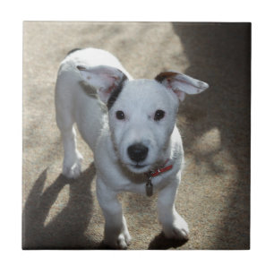 Carreau Noir Et Blanc De Jack Russell Puppy