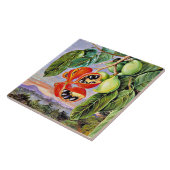 Carreau Nord - Sterculia Parviflora de feuillage et de fru (Côté)