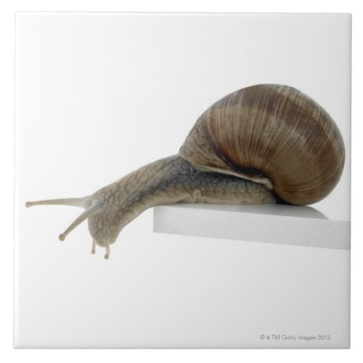 Carreau Normalsnail (Devant)