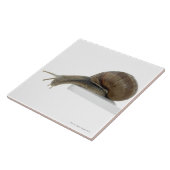 Carreau Normalsnail (Côté)