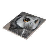 Carreau Northern White-faced Owl , Ptilopsis leucotis (Côté)