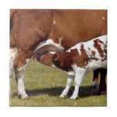 Carreau Nourrisson de veau (Devant)