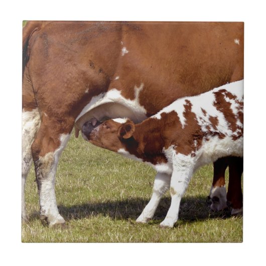 Carreau Nourrisson de veau (Devant)