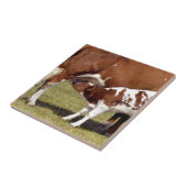 Carreau Nourrisson de veau (Côté)