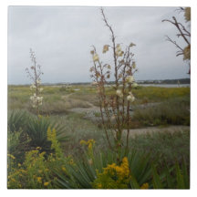 Nuages de plage et fleurs sauvages - île de chêne,