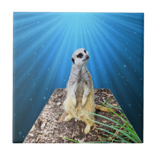 Carreau Nuit Meerkat Bleue,