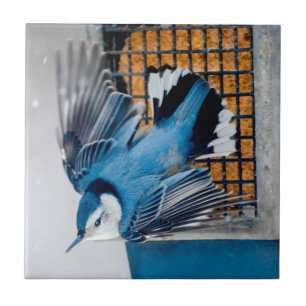 Carreau Nuthatch à poitrine blanche en neige - Photo origi