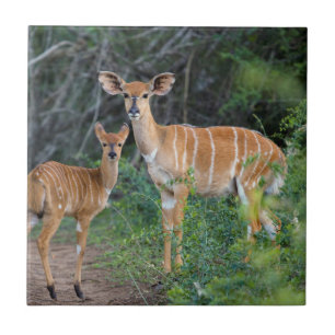 Carreau Nyala (Tragelaphus Angazii) avec jeune, Ndumo