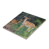 Carreau Nyala (Tragelaphus Angazii) Avec Young, Ndumo (Côté)