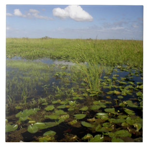 Carreau Nymphéas et scirpe à scie dans les Everglades de F