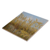 Carreau Oats de mer sur la plage dunes de sable (Côté)