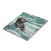 Carreau Observation de la Loupe de mer (Côté)