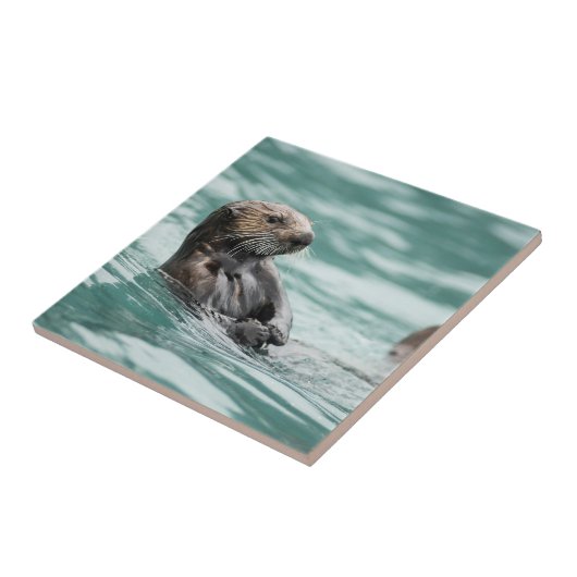 Carreau Observation de la Loupe de mer (Côté)