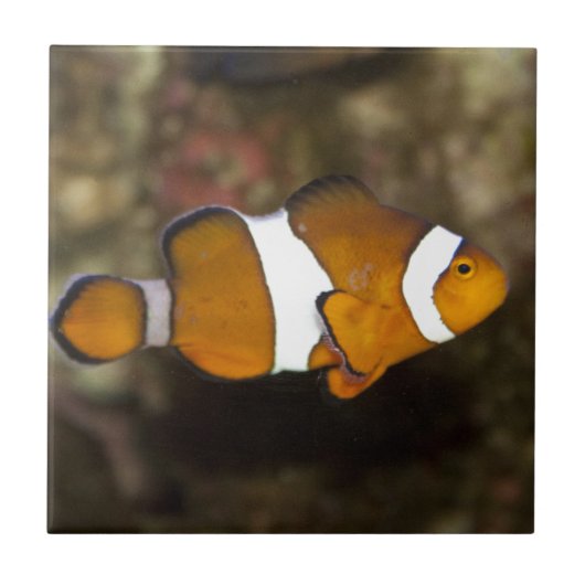Carreau Ocellaris Clowfish (Devant)