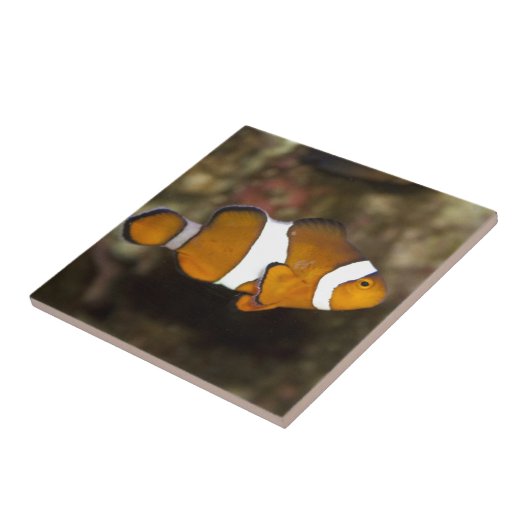 Carreau Ocellaris Clowfish (Côté)