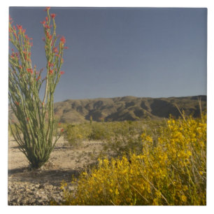 Carreau Ocotillo et séné du désert