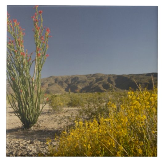 Carreau Ocotillo et séné du désert (Devant)