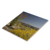 Carreau Ocotillo et séné du désert (Côté)
