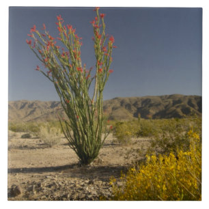 Carreau Ocotillo et séné du désert