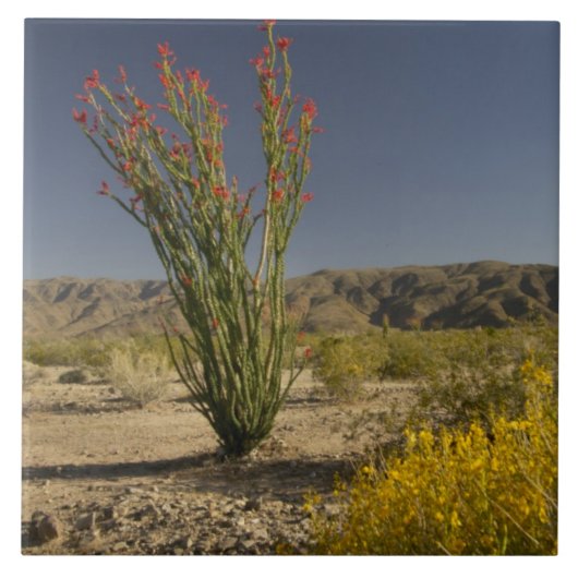 Carreau Ocotillo et séné du désert (Devant)