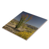 Carreau Ocotillo et séné du désert (Côté)