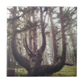 Carreau Octopus Tree, Cape Meares, Oregon (Devant)