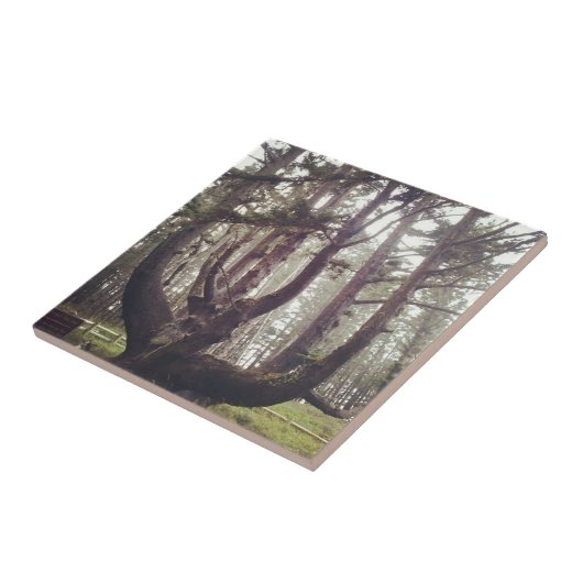 Carreau Octopus Tree, Cape Meares, Oregon (Côté)