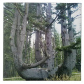 Carreau Octopus Tree, Cape Meares, Oregon (Devant)