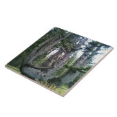 Carreau Octopus Tree, Cape Meares, Oregon (Côté)