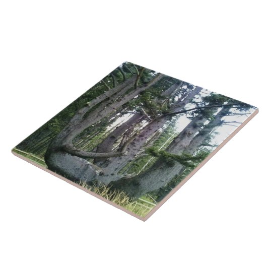 Carreau Octopus Tree, Cape Meares, Oregon (Côté)