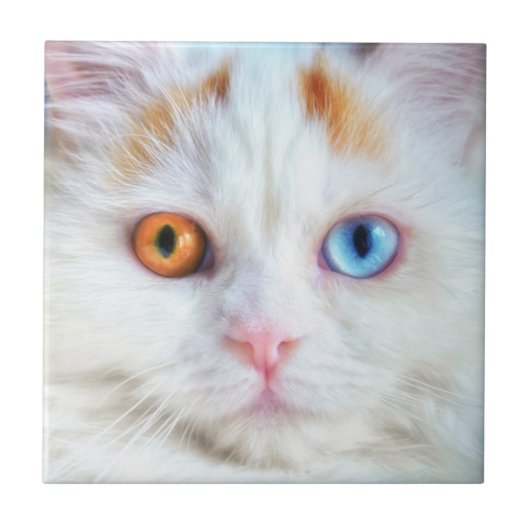 Carreau Odd-Eyed White Persian Cat (Devant)