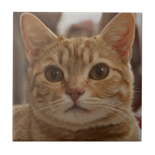 Carreau Oeil brun de chat  (Devant)