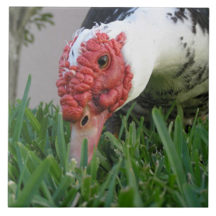 Carreau Oeil de la photographie de plan rapproché de