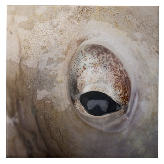 Carreau OEil octopique (Devant)