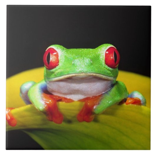 Carreau Oeil rouge Treefrog, Agalychinis callidryas, autoc (Devant)