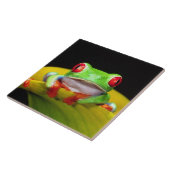 Carreau Oeil rouge Treefrog, Agalychinis callidryas, autoc (Côté)